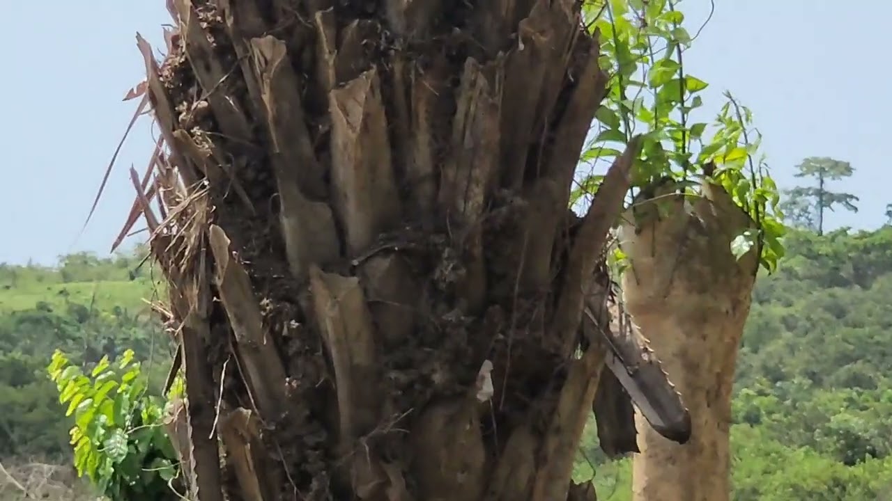 Land for sale in a new community in Asebu, Ghana 🇬🇭 in the Ohiaba Village Pt2
