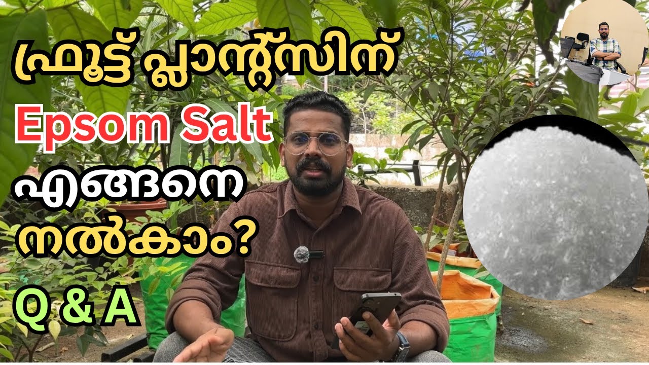 ഫ്രൂട്ട് പ്ലാന്റ്സിന് Epsom Salt എങ്ങനെ നൽകാം? | Q&A | Fruit Farming Tips Malayalam