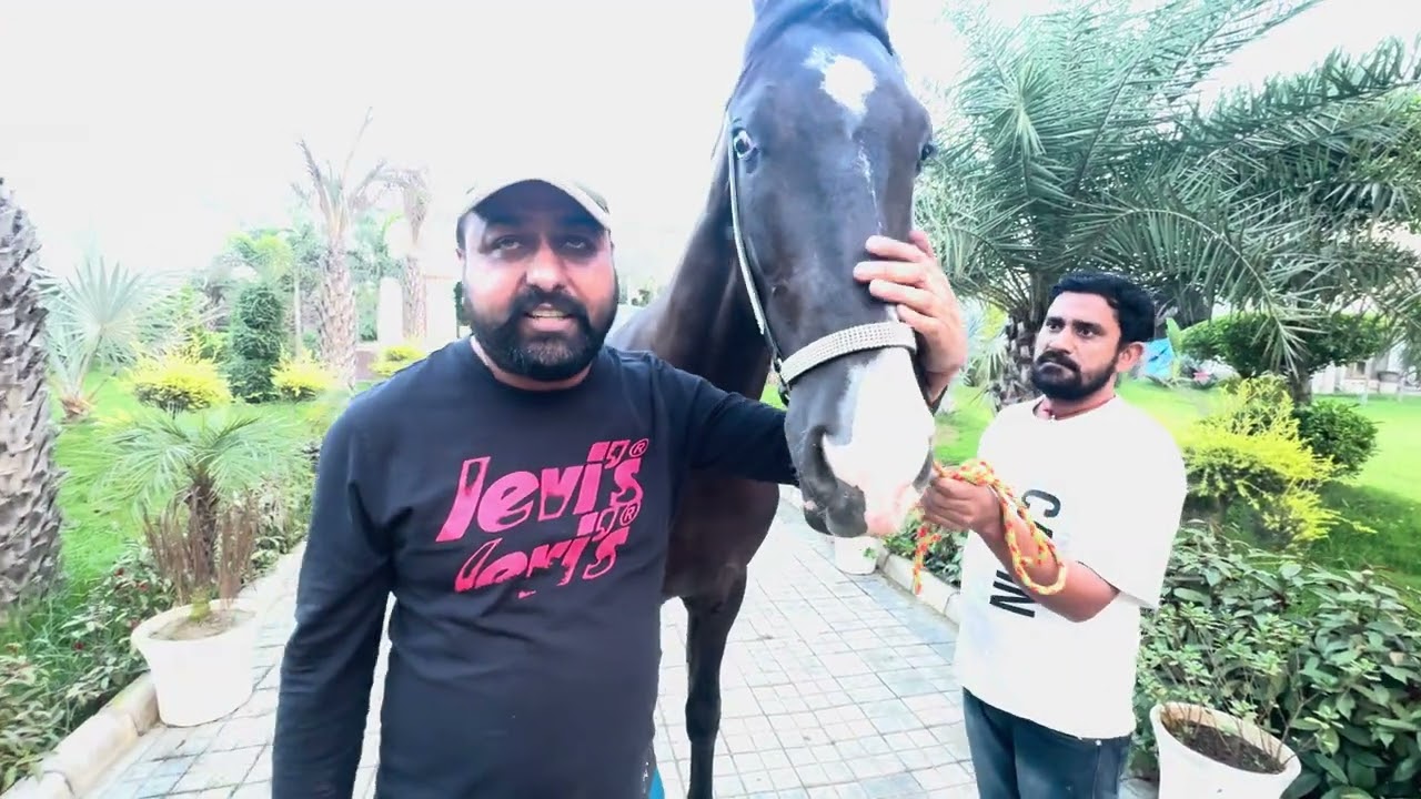 Taari leela veer daa aaun waalay time daa star colt sire by Dilbaagh raniya