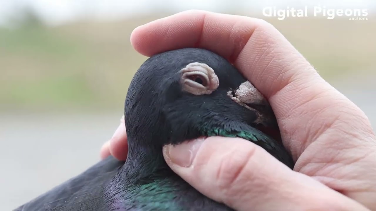 BE-5054977-19 - SILVESTRI LOFT - Valentine's Day Auction - DIGITAL PIGEONS AUCTIONS