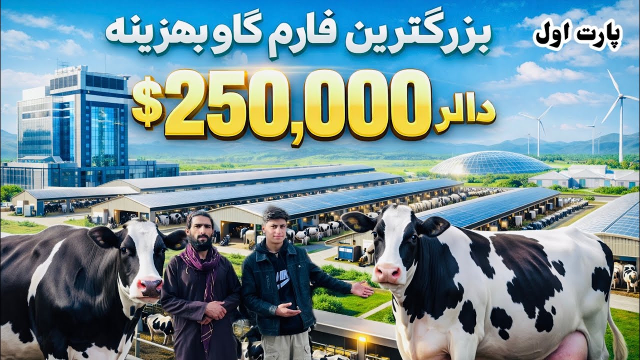 فارم مالداری مدرن با گاوهای اصل ایرانی 🐄 با قیمت های 400‌,000افغانی #زراعت#پیشرفت# افغانستان