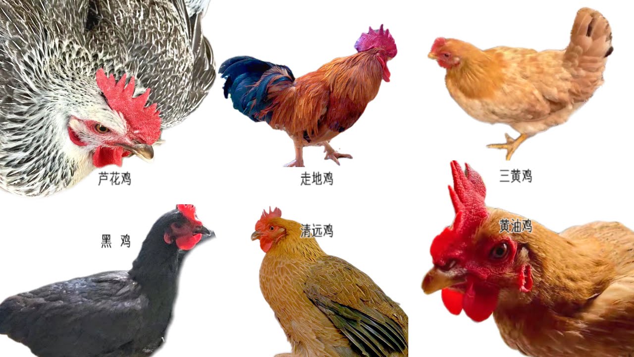 常見雞的品種，Chicken breeds，這7種雞肉原來區別這麼大，教你營養好吃的做法 #尋味世界  #food   #foodie