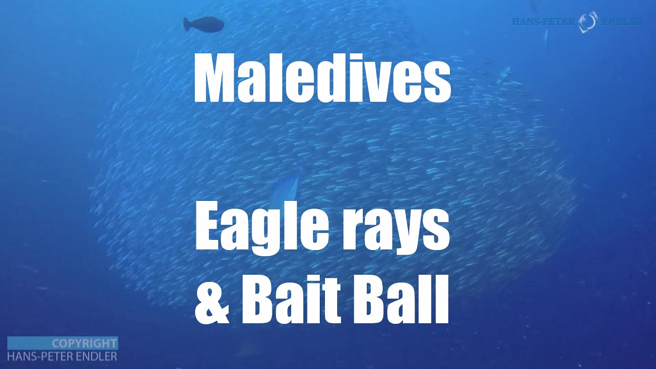 Diving Maledives #03 - Eagle rays and hunters in a bait ball close up - Hans-Peter Endler