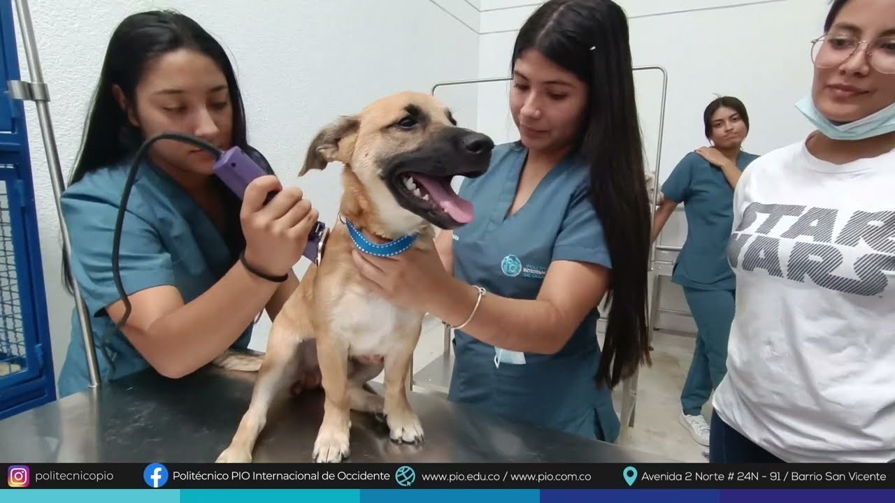 Estudia Tecnico en Veterinaria en el Politécnico PIO Internacional de Occidente