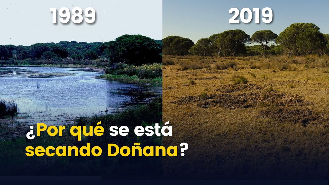 Cambio clim&aacute;tico o sobreexplotaci&oacute;n: las causas por las que se est&aacute; desecando Do&ntilde;ana