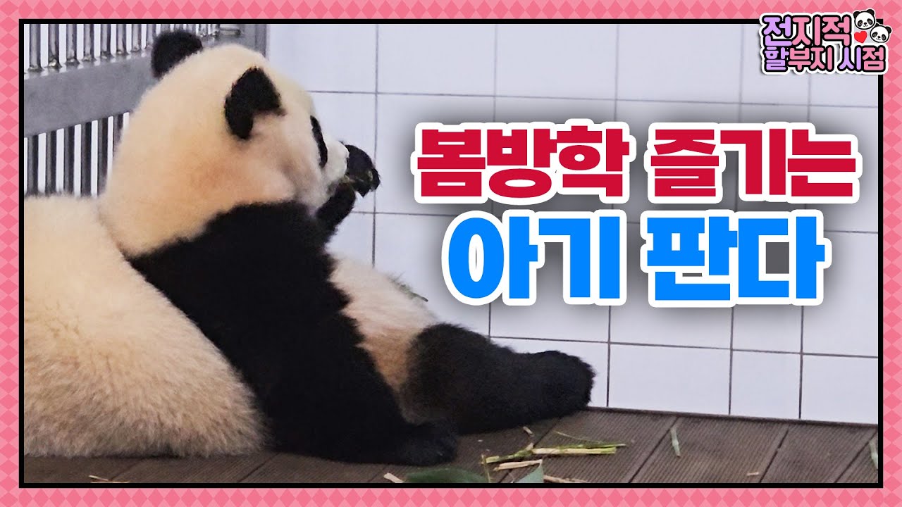 (SUB) Озорные панды-близнецы издеваются над мамой🐼│Мир панд