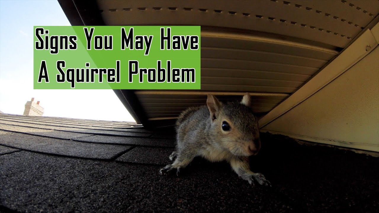 Signs You May Have A Squirrel Problem