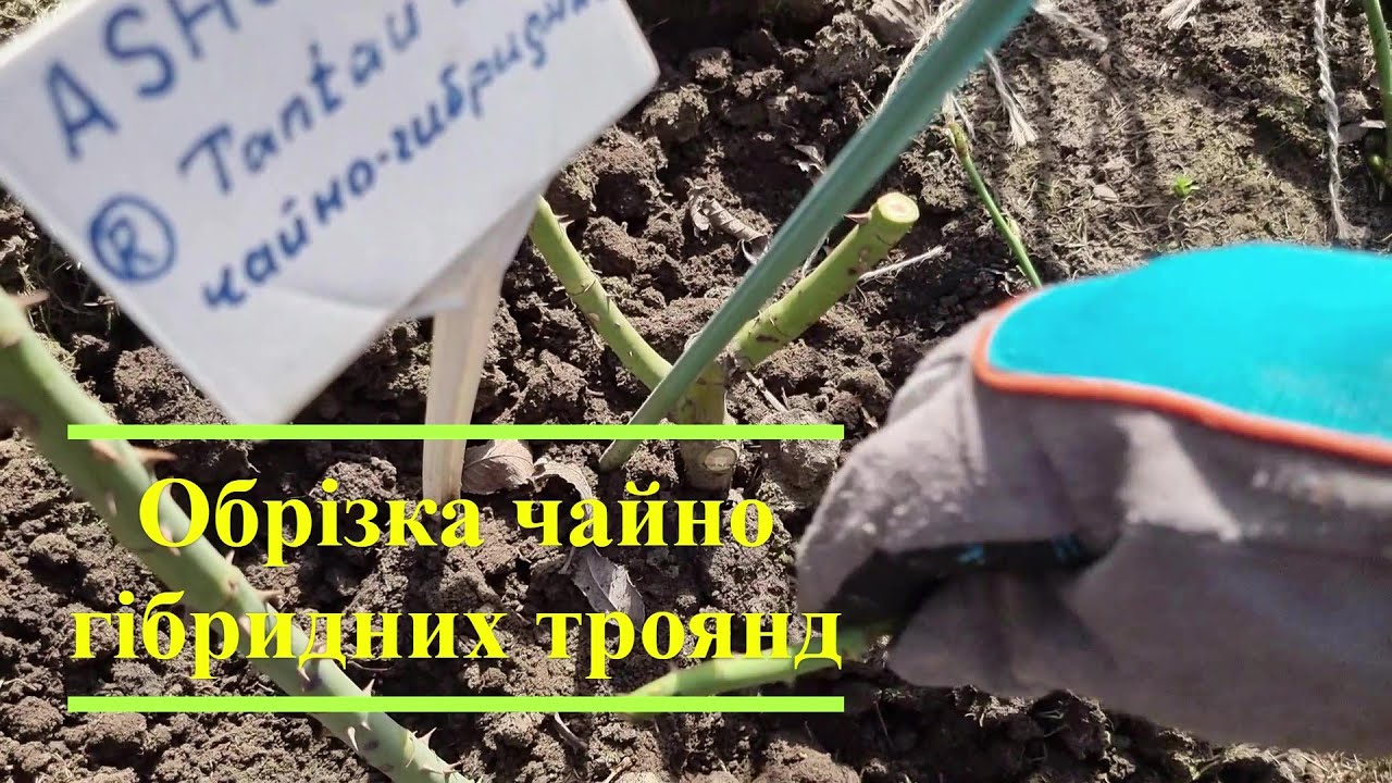 Обрізка чайно гібридних троянд.