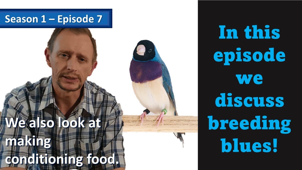 Gouldian Finches: House of Gouldians - Season 1 Episode 7