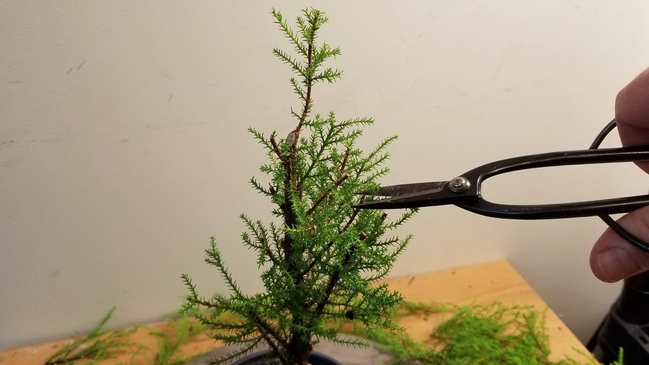 Lemon Cypress First Detailed Styling and Pruning Part 2
