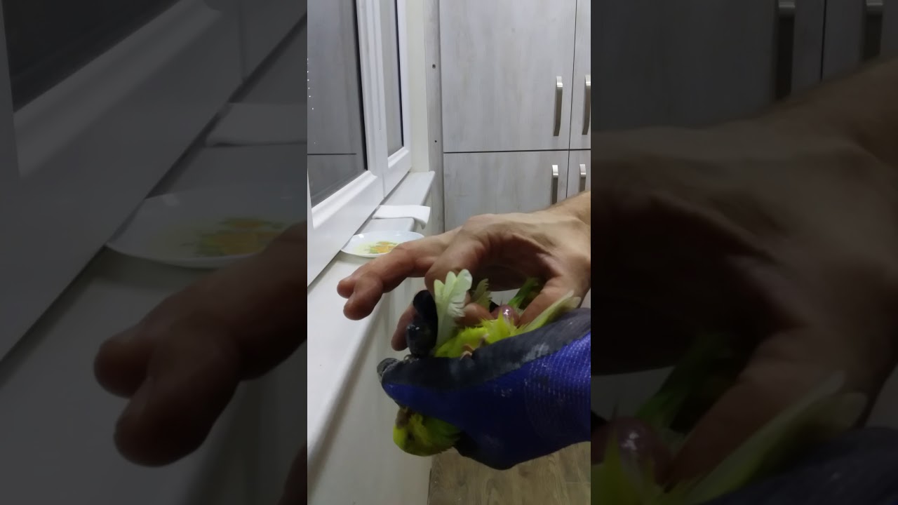 попугайчик не может снести яичко. помогаем волнистому попугайчику,   the parrot cannot lay an egg.