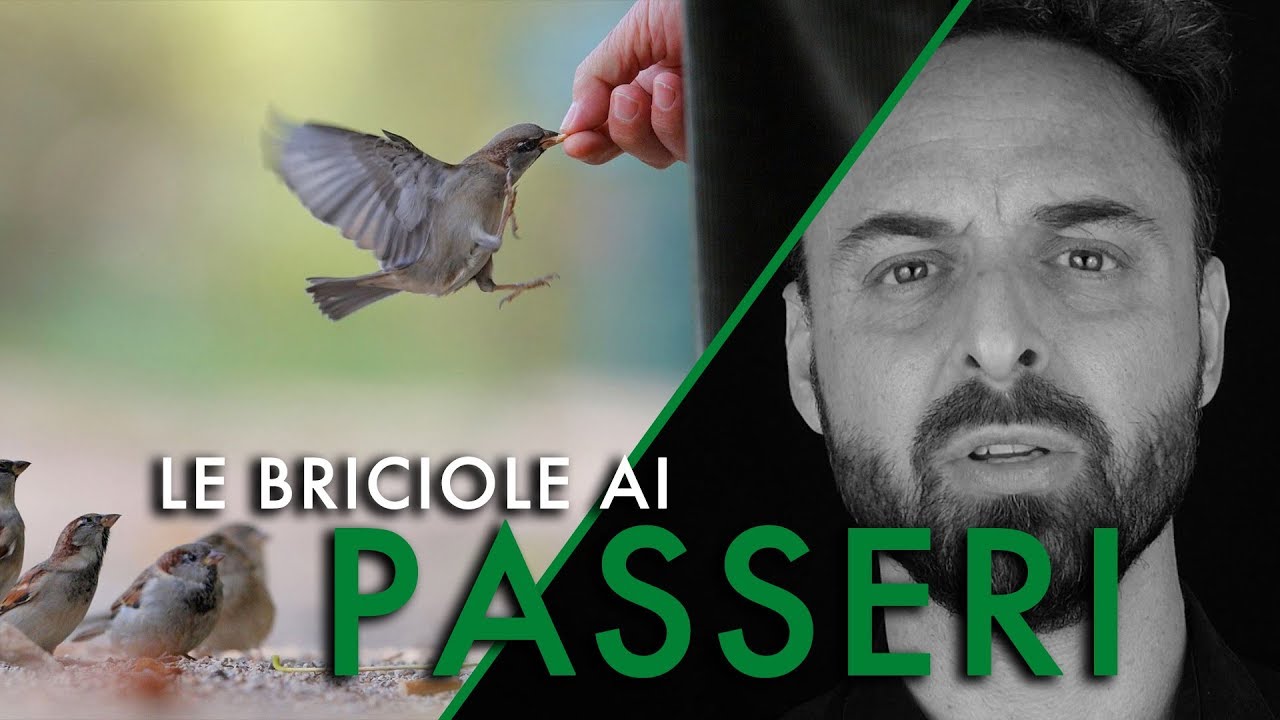 Le briciole ai passeri