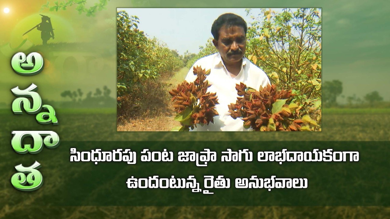 Profitable Jafra farming by Eluru farmer  #sinddor plant #Jofra #Annota | ETV