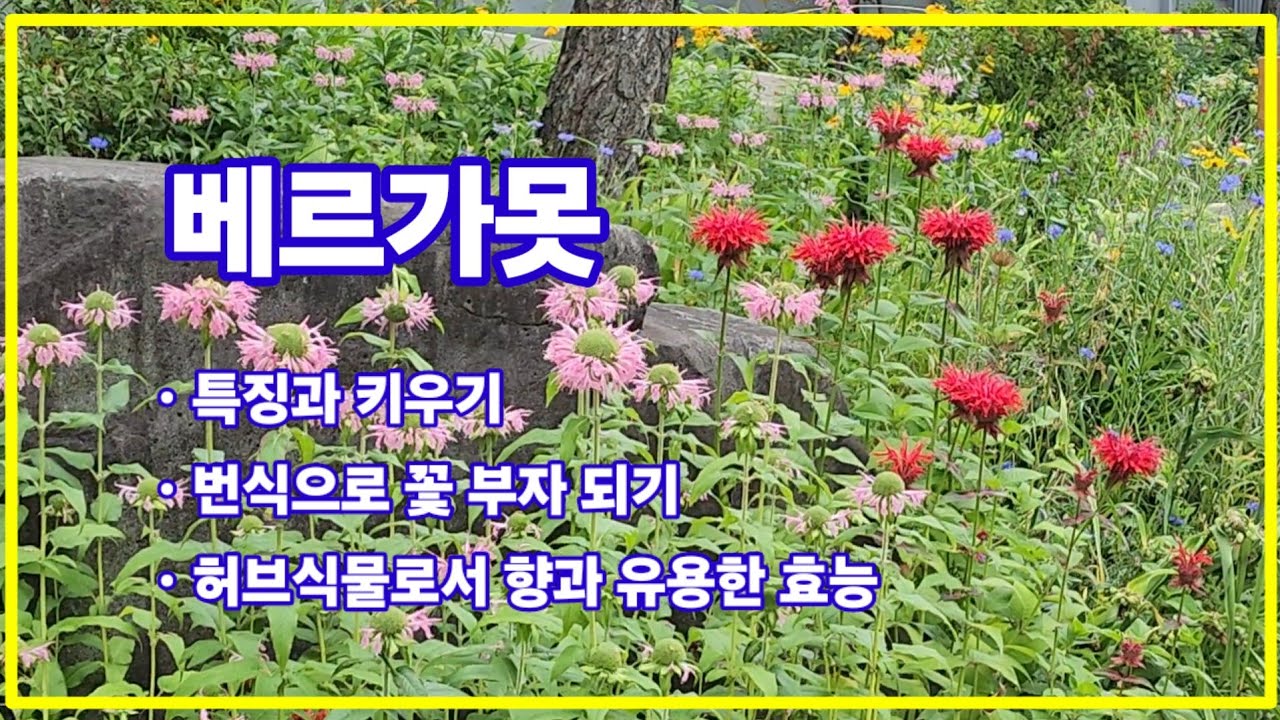 베르가못. 특징과 키우기, 번식으로 꽃 부자 되기, 허브식물로 향과 유용한 효능