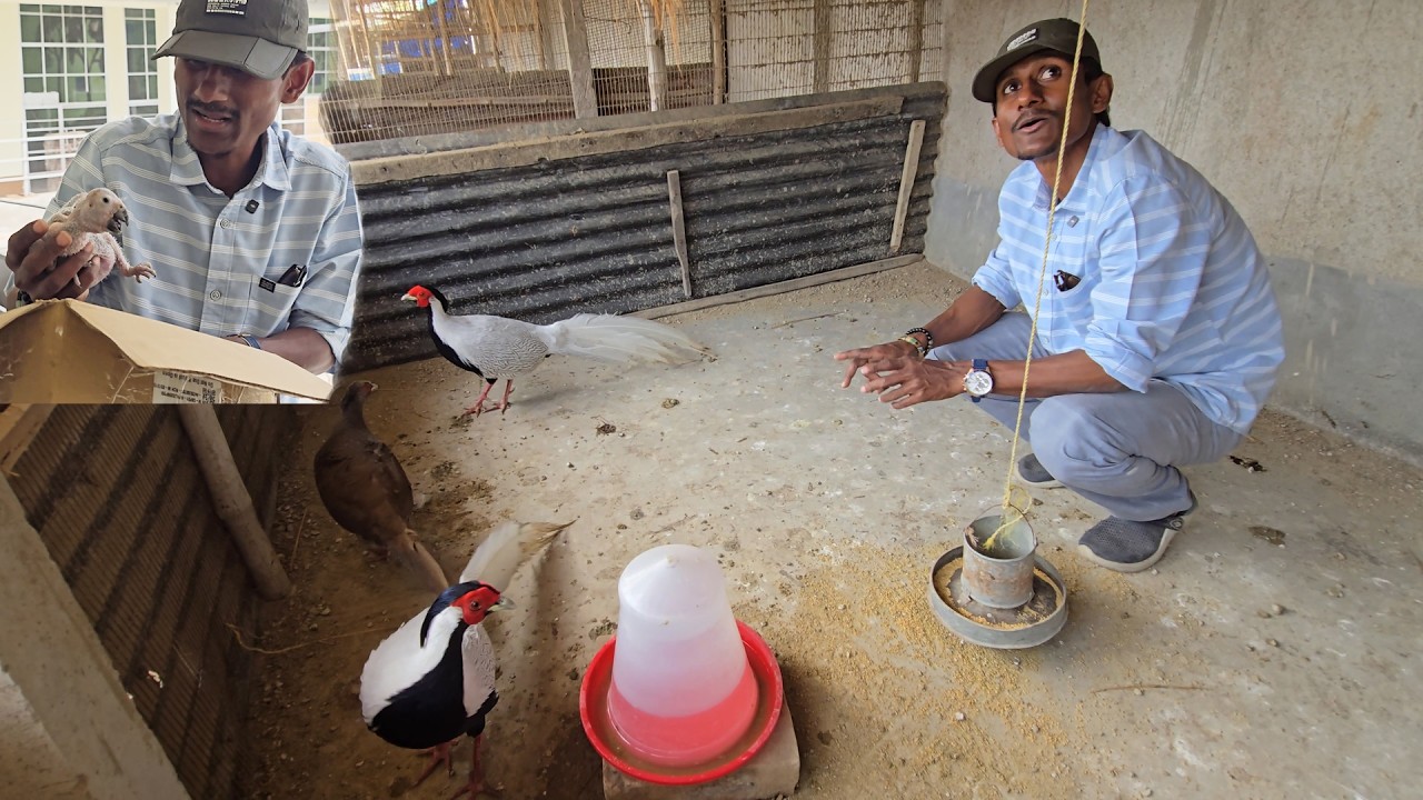 First African Grey Parrot Baby Born at Our New Farm Parrot Dipankar.
