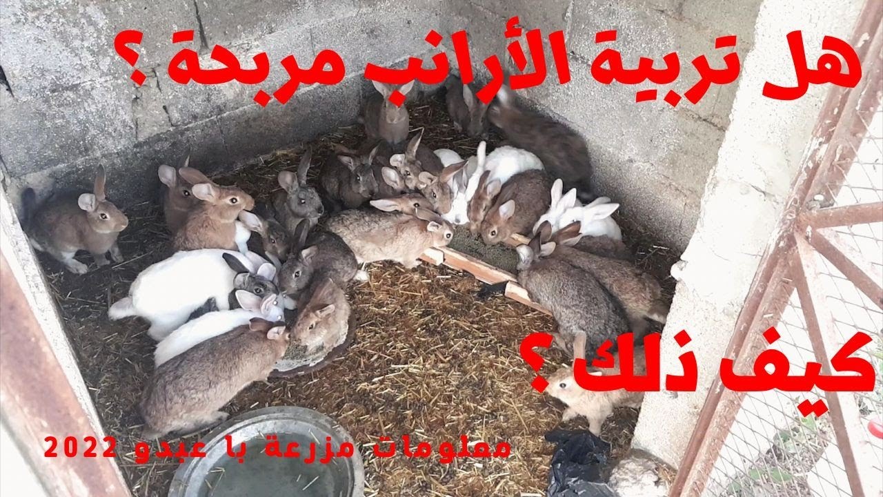 هل تربية الأرانب مربحة ؟ العلف المناسب للأرانب