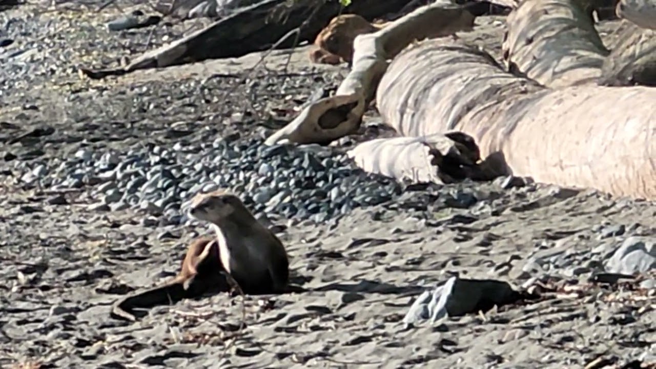 River Otter. Most common variety around the South Island.
