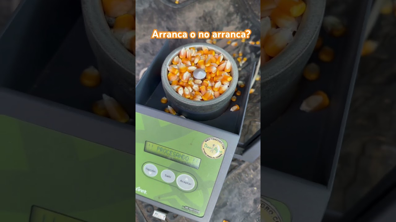 Estará el maicito? 🌽
