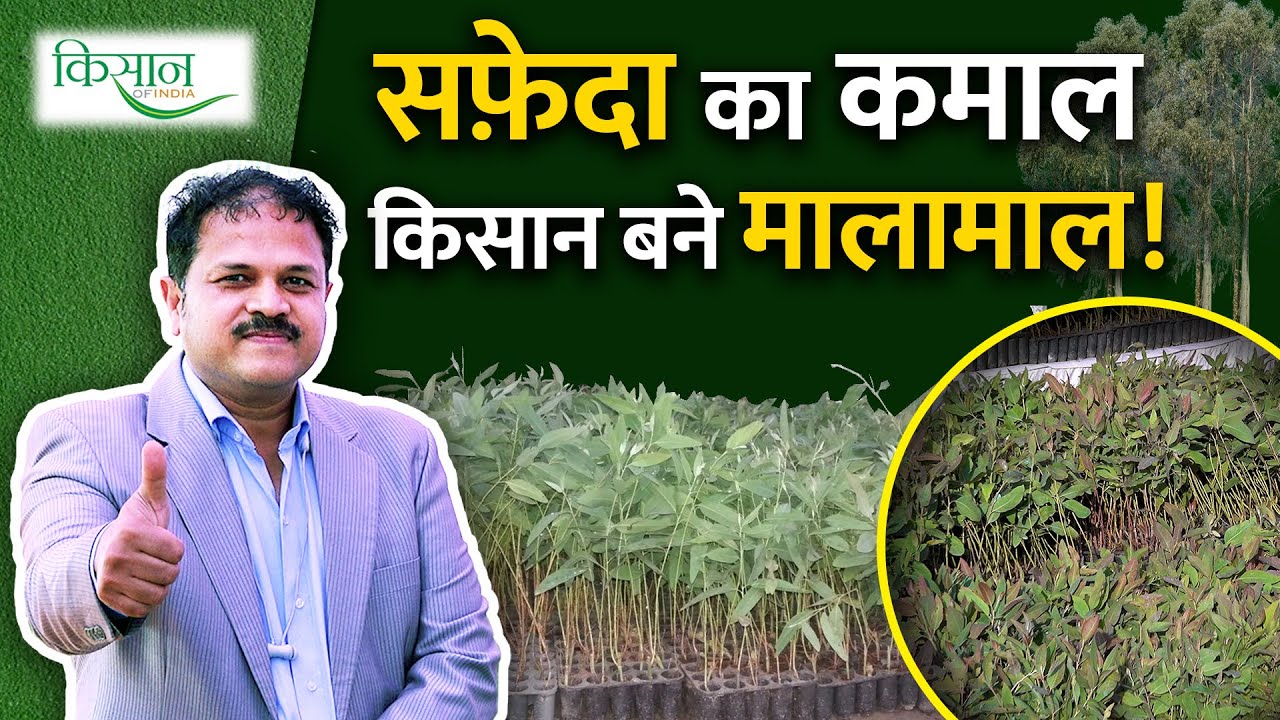 सफ़ेदा की खेती में Market कैसे हो उपलब्ध? | Eucalyptus Farming | Pantnagar Kisan Mela 2023