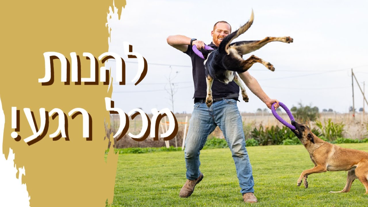 הסוד לחברות עמוקה וארוכת טווח עם הכלב שלך - Be the Way עולם החוויה