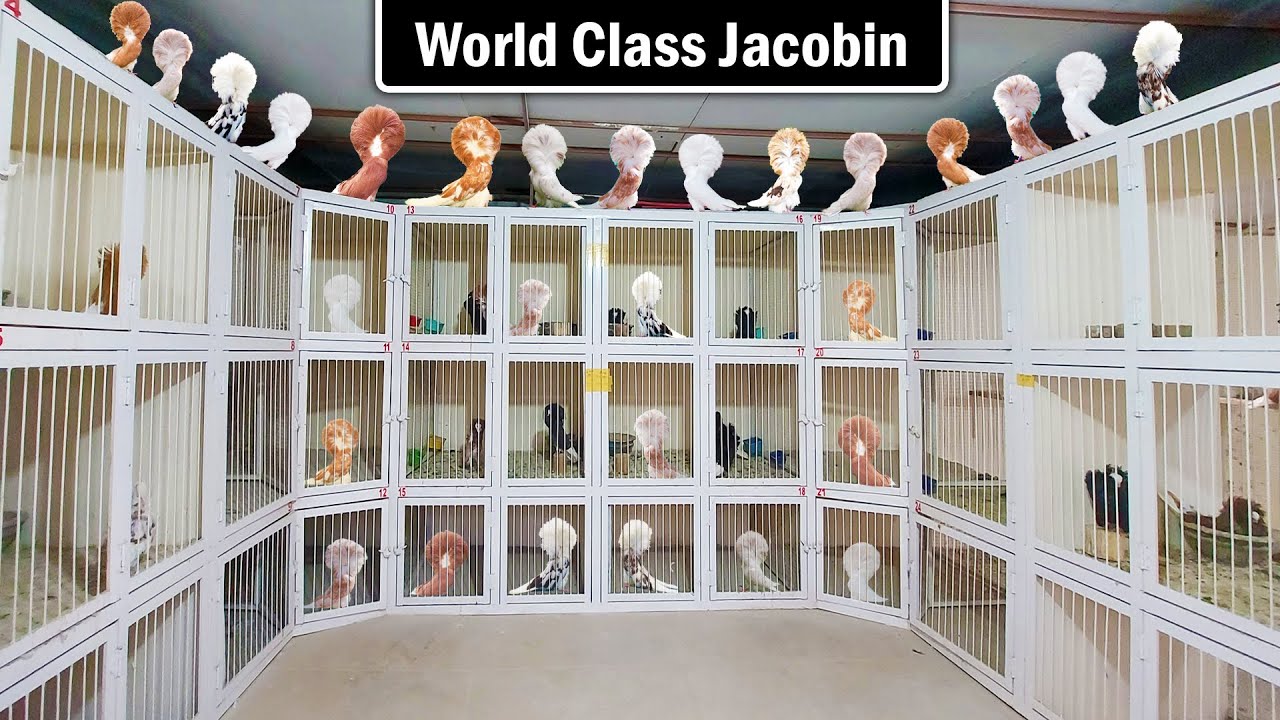 Most Beautiful Jacobin Pigeon Breeding Setup | Fancy Pigeon Farming | Naqab Posh Kabootar
