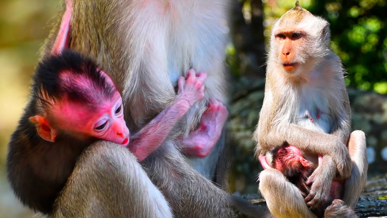A movement of baby Balu struggles with mother for milk | Adorable Monkey Park