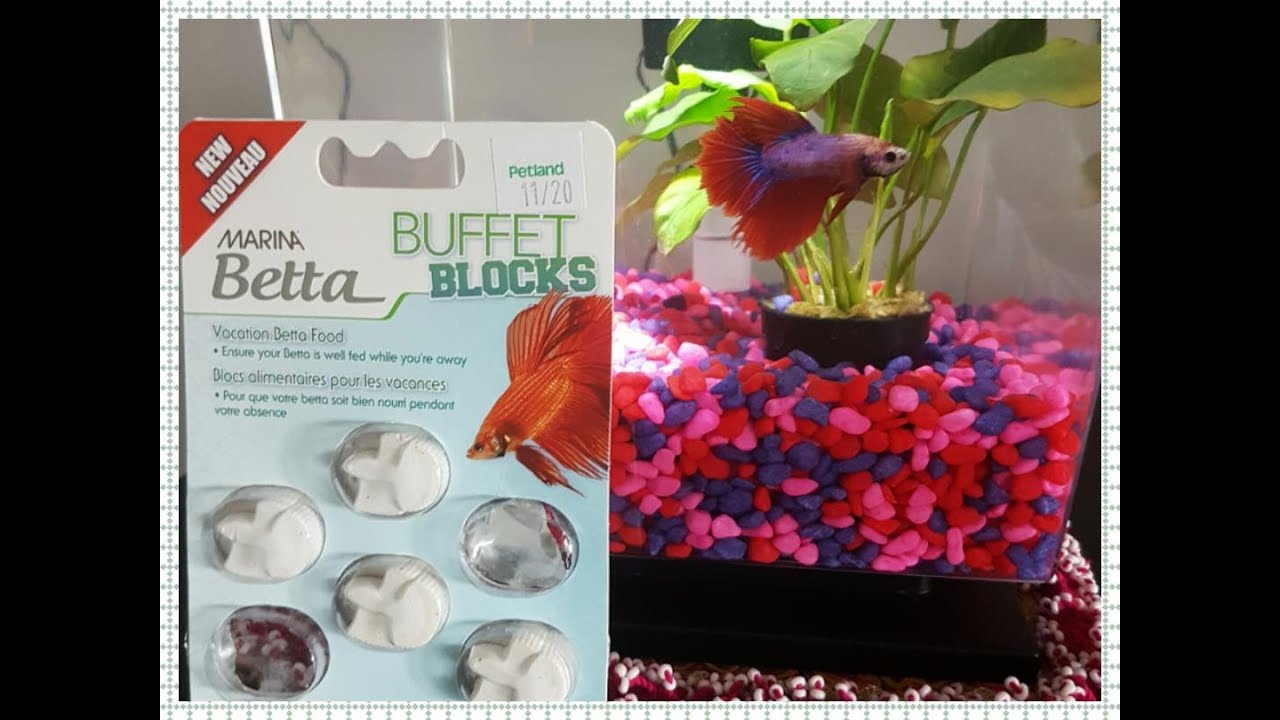 Betta Fish Vacation Feeder Review
