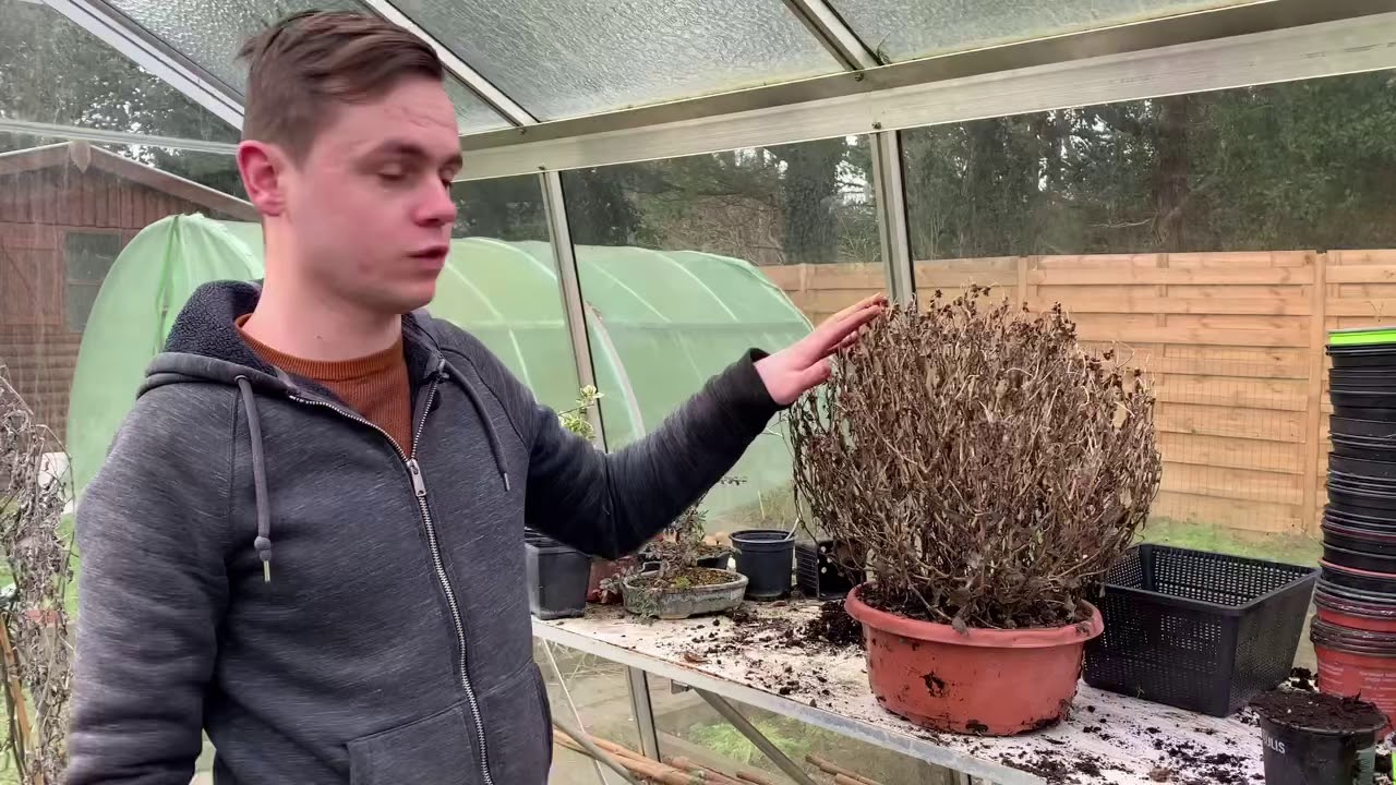 Que faire de ces chrysanthèmes après la Toussaint?