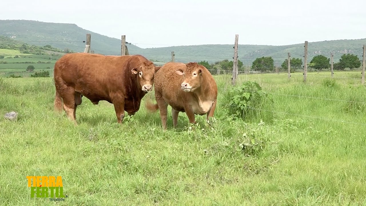Tierra Fértil Tv-Ganado Limousin de alta genética (30.09.23)