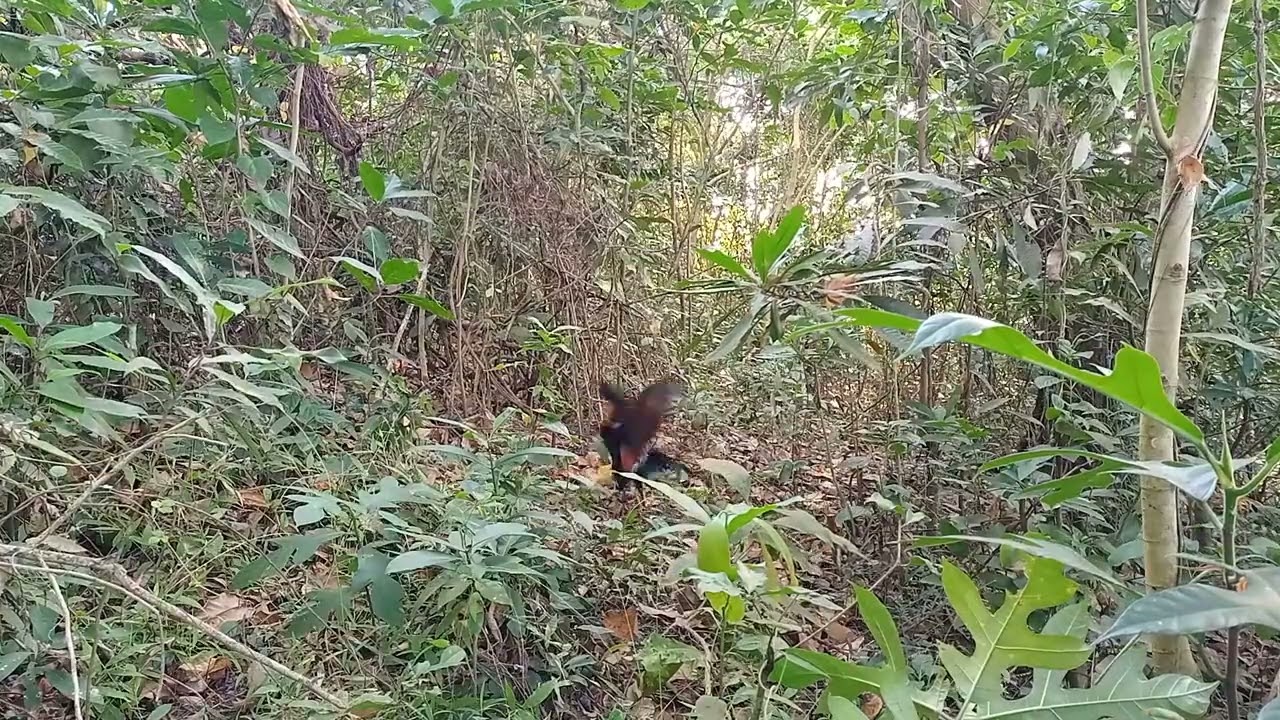 LABUYO ( nakatsamba na Naman ang Batangueñong hunter)
