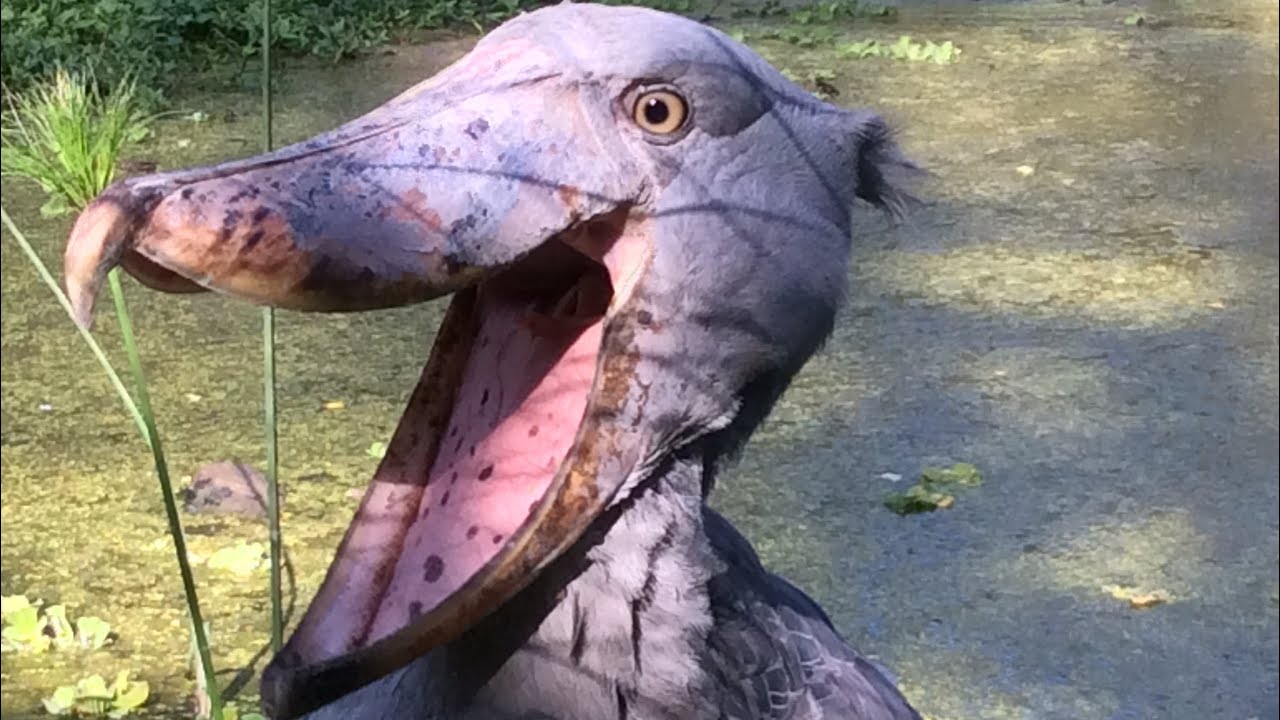 The Shoebill Drinking Water | Eau potable bec-en-sabot (Balaeniceps Rex)