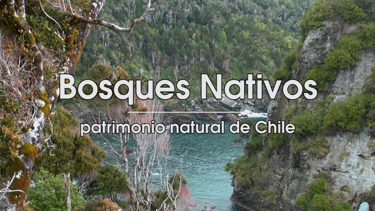 Bosques nativos de Chile: Mapu Lahual