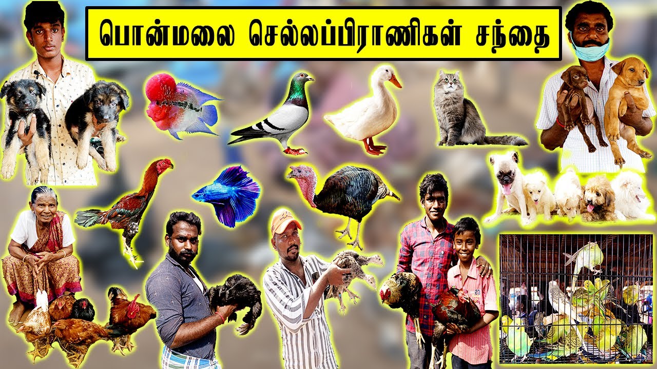 பொன்மலை செல்லப்பிராணிகள் சந்தை | Ponmalai Pets Market | Nattukoli sandhai | Tamilnadu Pets | Tamil