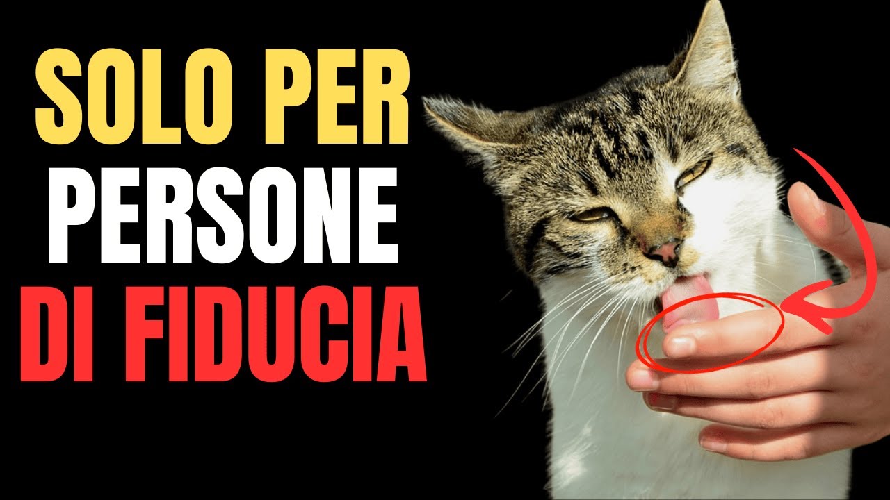 Solo i gatti che si fidano di te al 100% mostrano questi 6 comportamenti rari