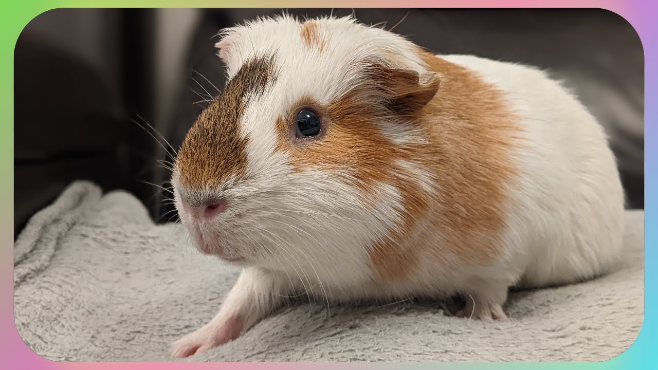 A Simple Video With Chip [KONA & SUBA GUINEA PIGS]
