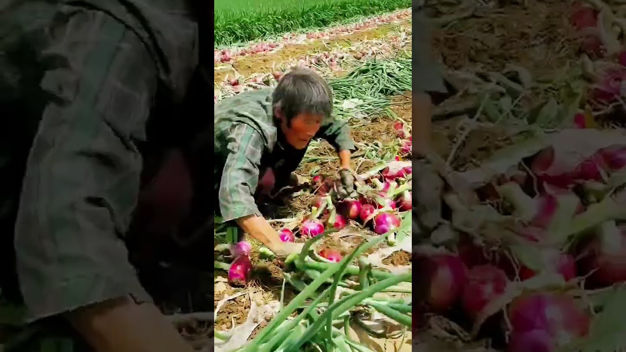 Farmers harvest onions with large and satisfying results #shorts