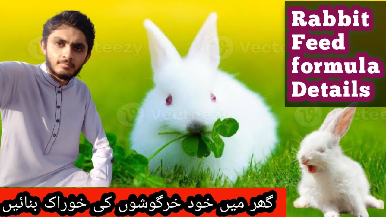 Rabbit Feed|| Formula|| Rabbit Farming in pakistan|| TalhaBird'sDGKhan.