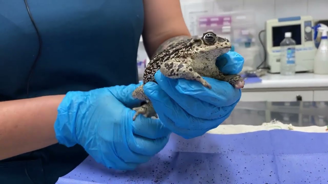 BUIN ZOO TE ACOMPAÑA EN CASA (La rehabilitación del sapito de rulo)