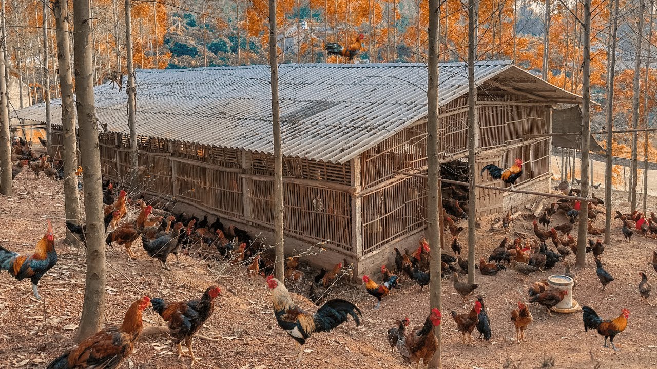 How to raise 2000 chickens in the mountains | Poetic chicken farm