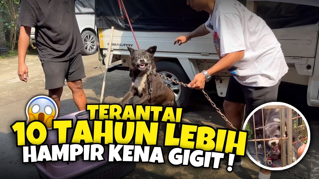 BEBASIN ANJING YANG DIRANTE SELAMA 10 TAHUN ‼️