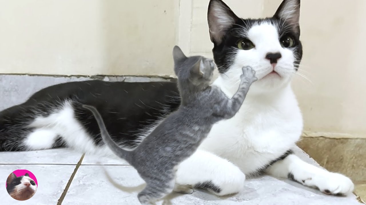 Пожилая кошка ласково принимает котенка, который подошел поприветствовать ее