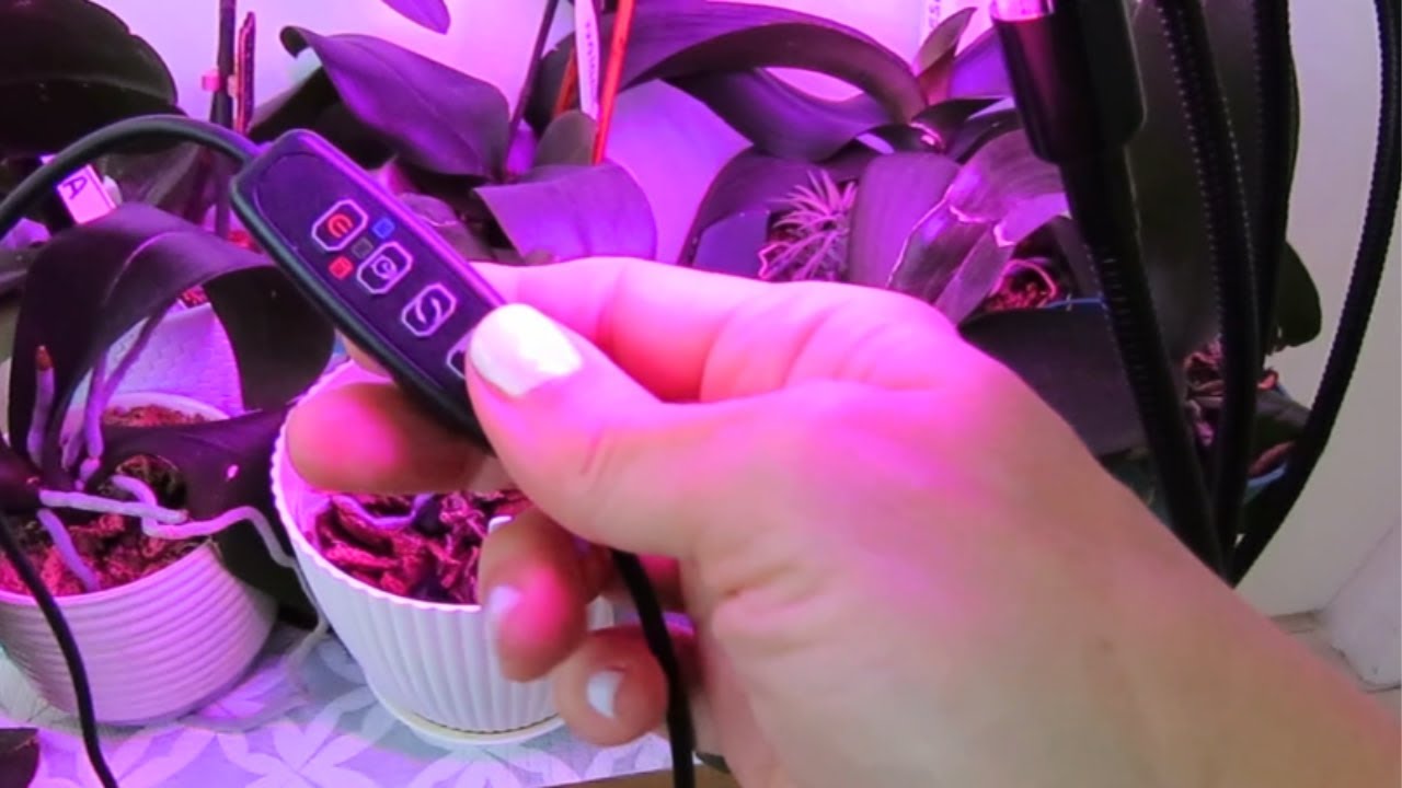 Luz LED Perfecta para Orqu&iacute;deas: Descubre el Color Ideal para Flores y Hojas Sanas #508