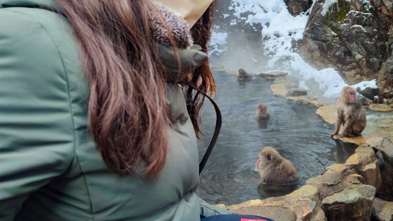 Wild monkeys bathing in the hot springs at Snow Monkey Park. Japanese serow also came to play.