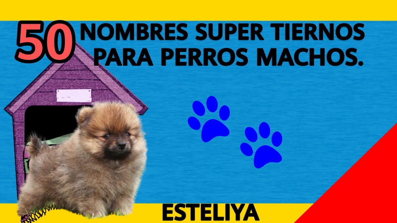 NOMBRES SUPER TIERNOS PARA PERROS MACHOS.