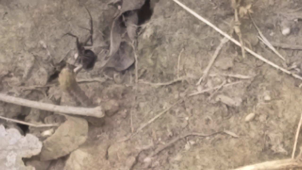 Western black widow vs Warm