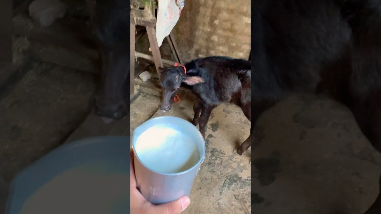 Baby buffalo feeding 💪🏻