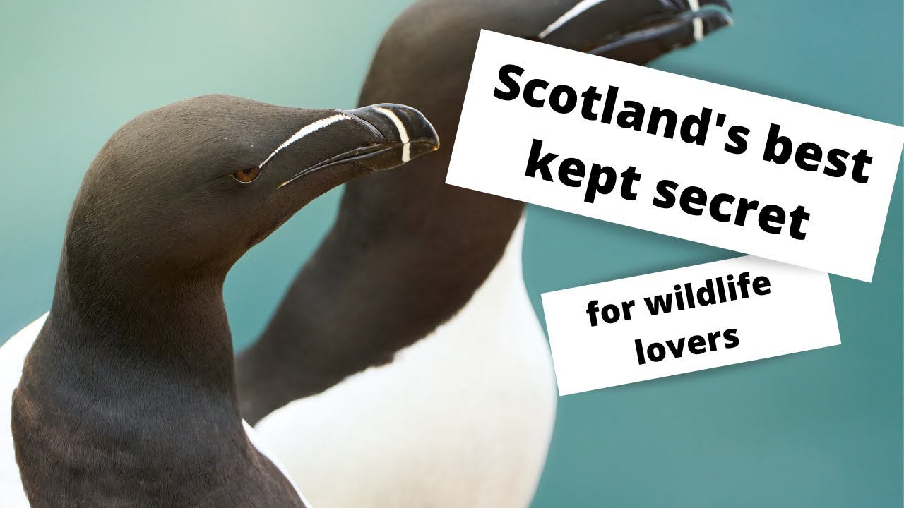 Visiting Scotland's hidden wildlife location - Bullers of Buchan