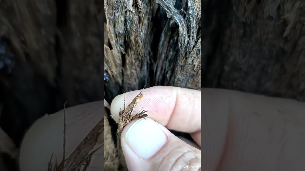 Close encounter with termites in Pinbarren