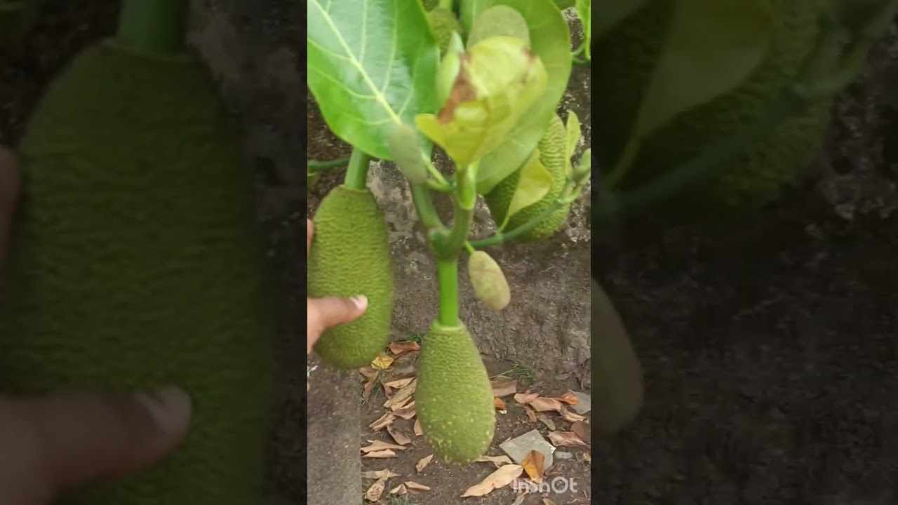 ഞാൻ എന്റെ നാട്ടിലെത്തി ❤️