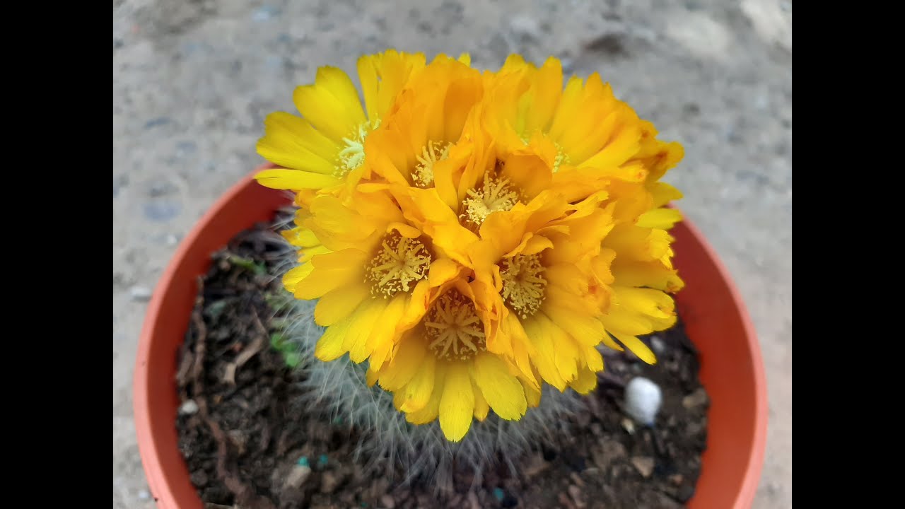 37 Cactus en flor / cuidados basicos de un cactus /  37 blooming cactus